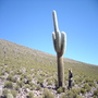 Echinopsis_atacamensis_pablo.jpg_thumb90